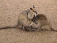 /album/fauna-flora/a10-wallabies-jpg/